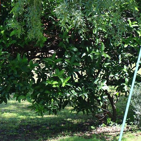 Olive Tree Farm Bed & Breakfast มากาลีสเบิร์ก ภายนอก รูปภาพ