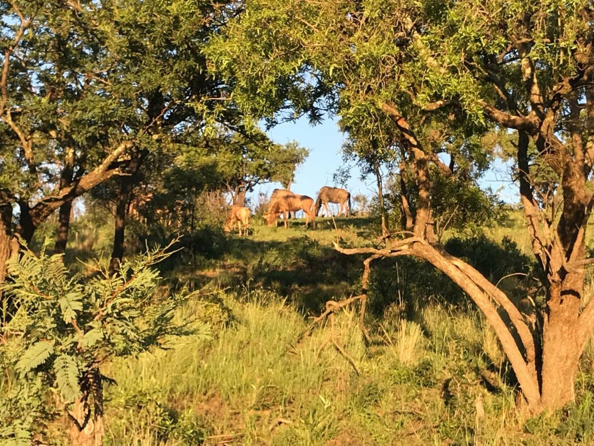 Olive Tree Farm Bed & Breakfast มากาลีสเบิร์ก ภายนอก รูปภาพ