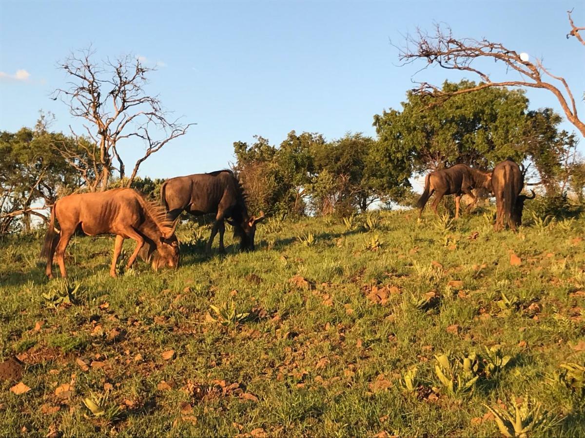 Olive Tree Farm Bed & Breakfast มากาลีสเบิร์ก ภายนอก รูปภาพ